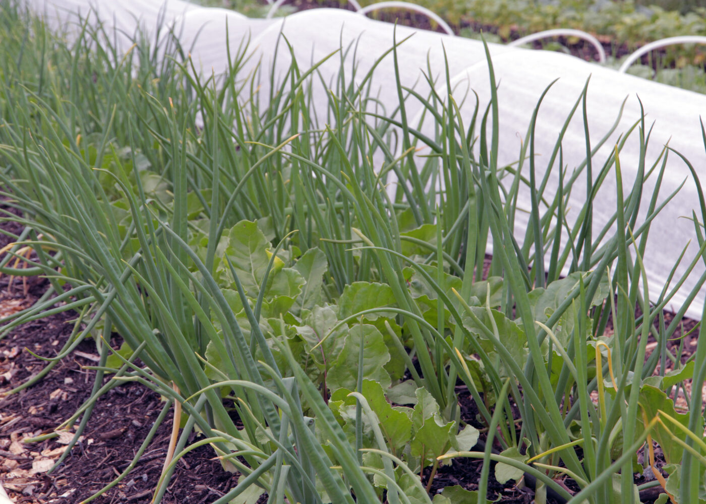 Klimasmart og økologisk