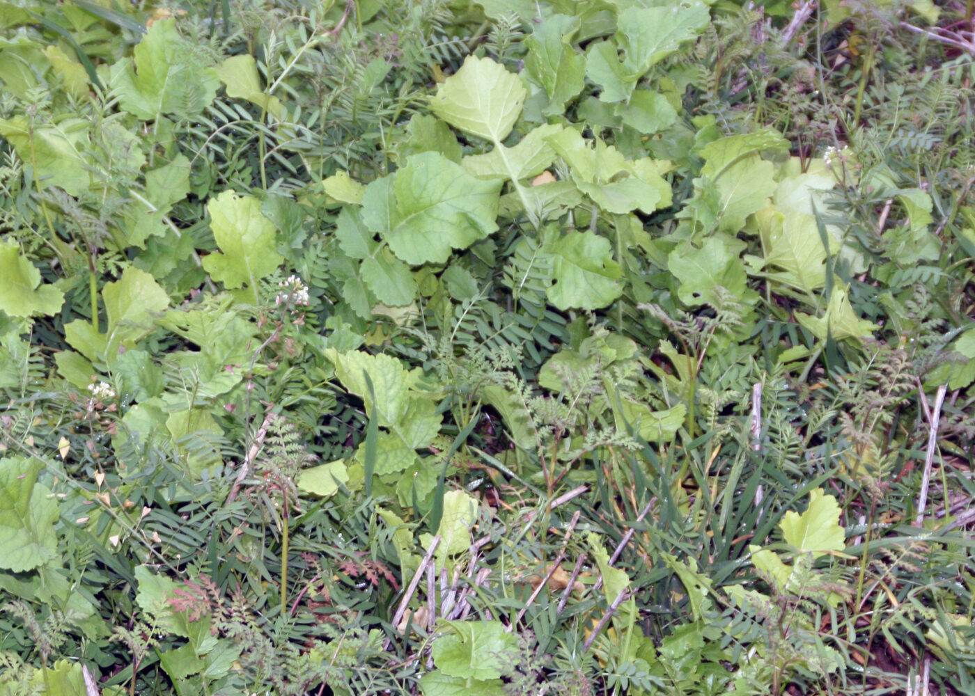 Fangvekster i grønnsaksdyrking