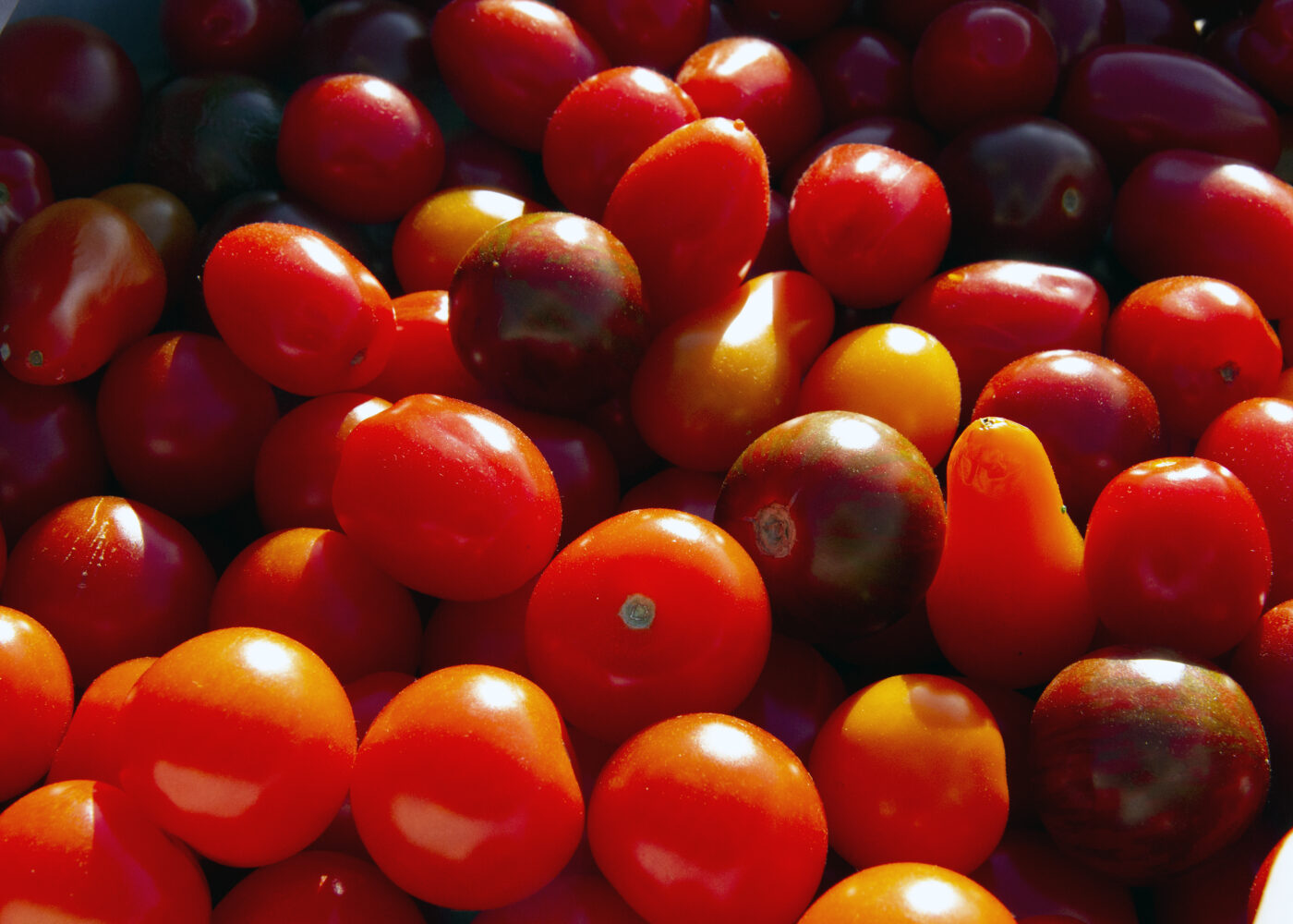 Økotomater i god jord Økotomater i god jord