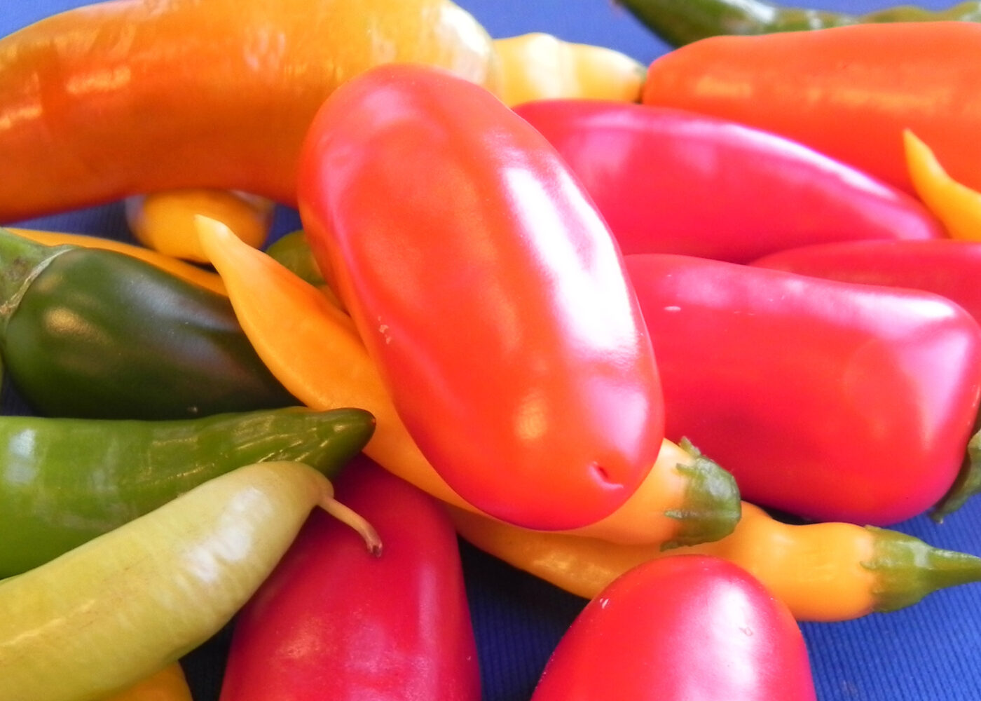 Dyrking av økologisk paprika og chili