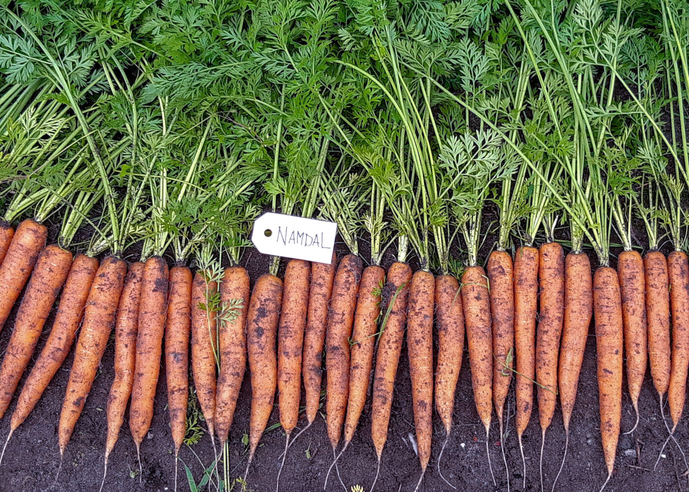 Gode gulrotavlinger i Troms