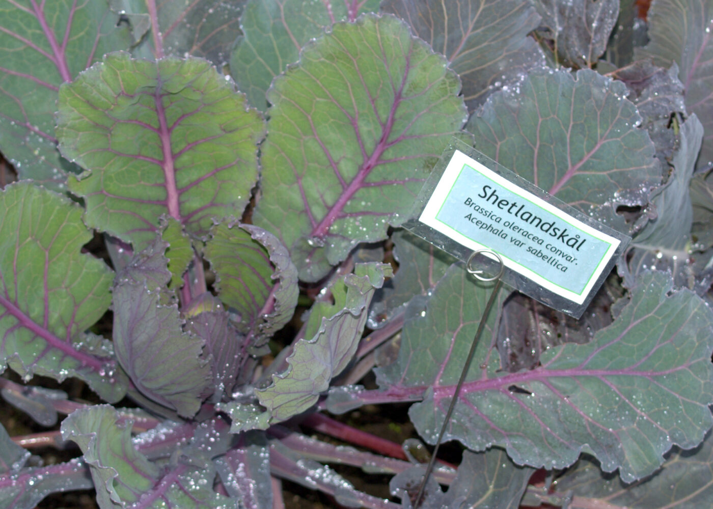 Flerårig kål i kjøkkenhagen