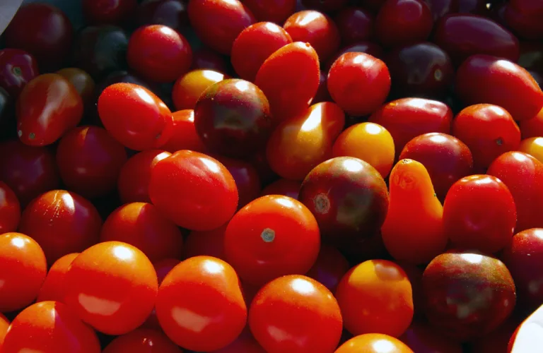 Økotomater i god jord