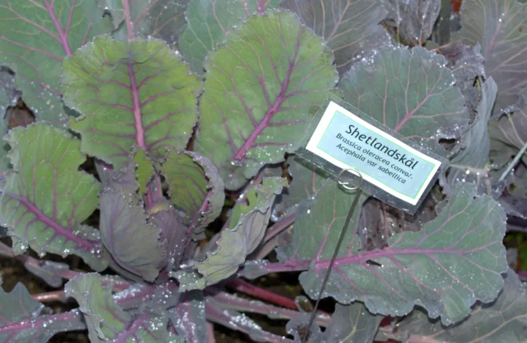 Flerårig kål i kjøkkenhagen