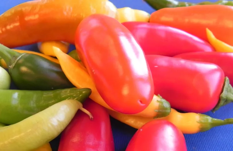 Dyrking av økologisk paprika og chili