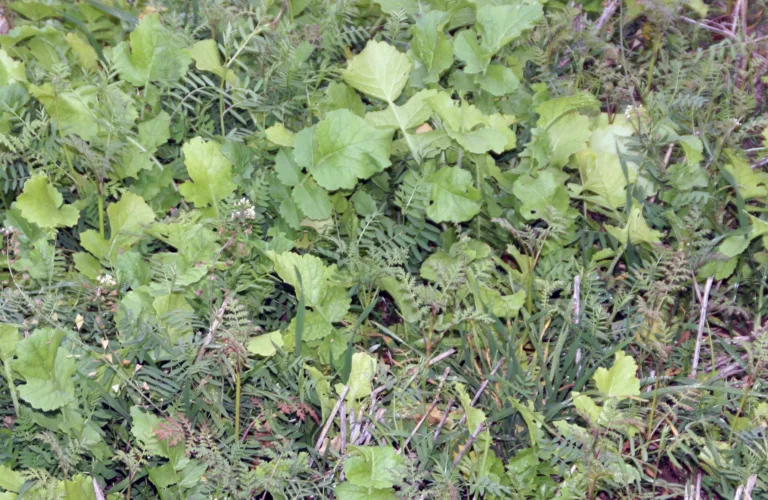 Fangvekster i grønnsaksdyrking