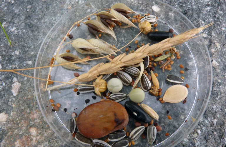 Ny start med frø fra gamle sorter