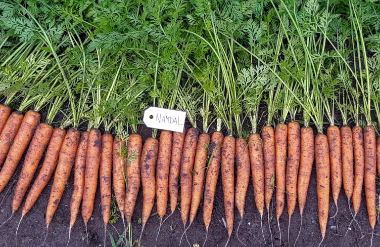 Gode gulrotavlinger i Troms