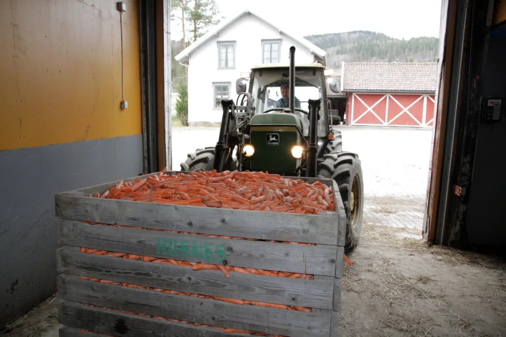 Hver dag henter Hans Kristian Teien et par kasser med kasserte grønnsaker som han gir til kyrne. Betalinga for dette er fast gjødsel som naboen Erik Rosnes bruker på grønnsakene.