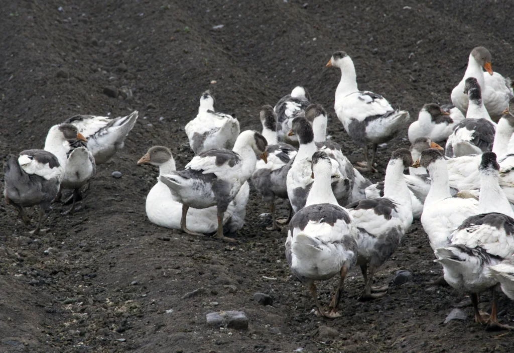 Fra de er 4 uker til 10-13 uker kan gjess gjøre god nytte i potetåkeren.