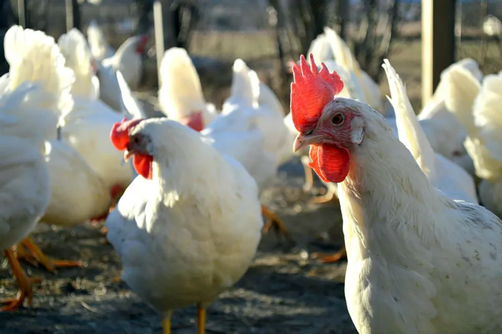 Den fremste høna følger nøye med både med syn og hørsel.