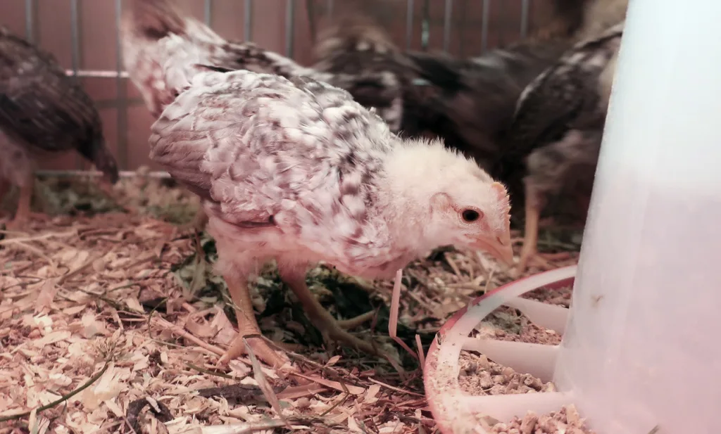 Jærhøns-kylling på tre uker som spiser kraftfôr