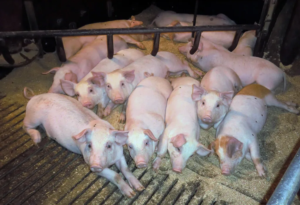 Griser trives med å være sammen og med å kunne hvile samtidig, noe som kalles synkronisert atferd.