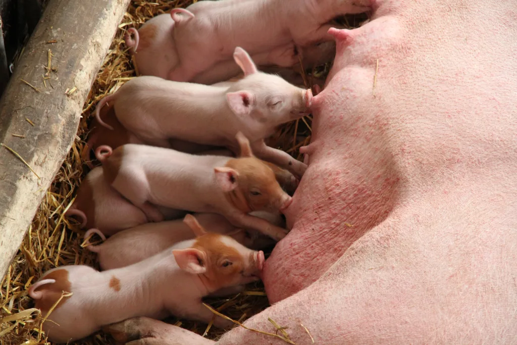 Ei purke med grisunger, det er viktig at ungene får i seg nok jern når de er små