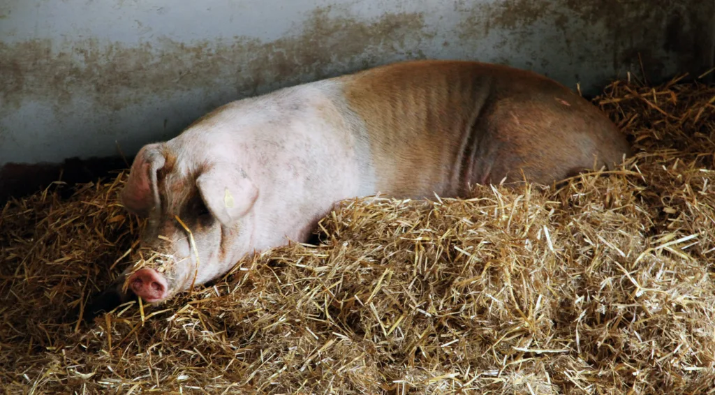 En tilfreds gris med god plass og halm som fungerer som et mykt liggeunderlag og miljøberikelse.