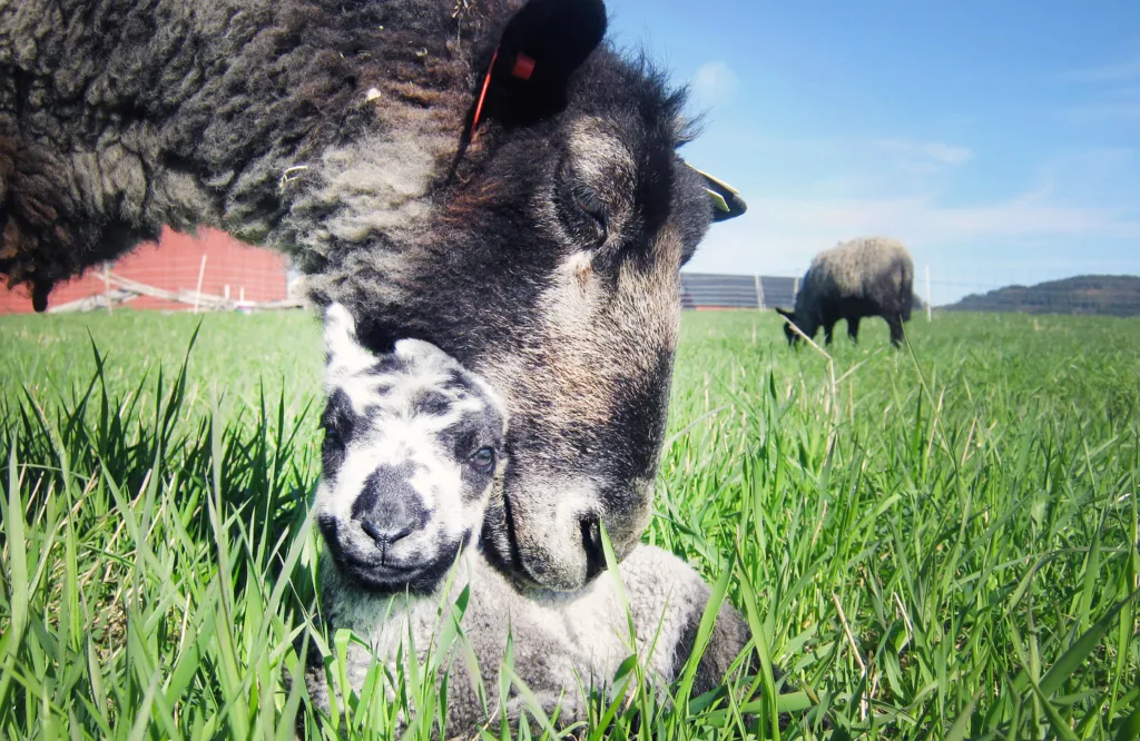 Sau og lam danner raskt sterke bånd etter fødselen.