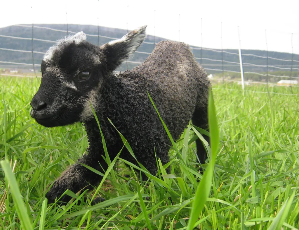Lammene prøver å reise seg rett etter fødselen.