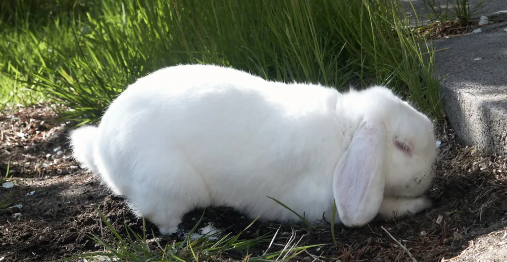Graving er en viktig del av kaninens naturlige atferd