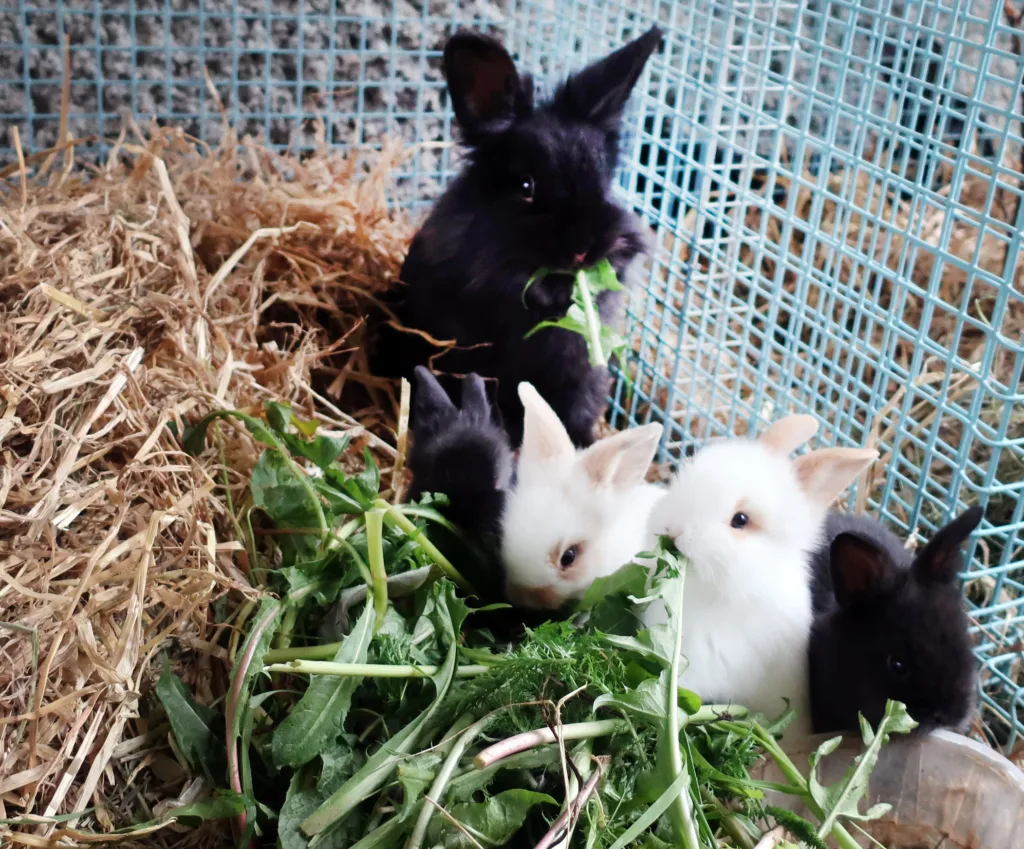 Kaniner elsker løvetann.