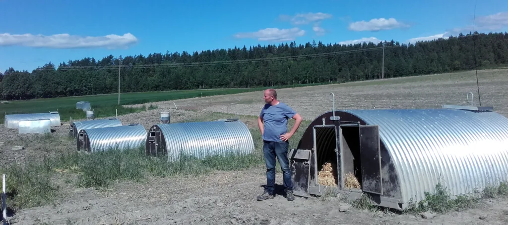 Smarte hytter fra Danmark gjør at grisinga kan foregå ute hele året. Det er grisegjemme i hyttene og det henges opp varmelampe i hyttene om vinteren