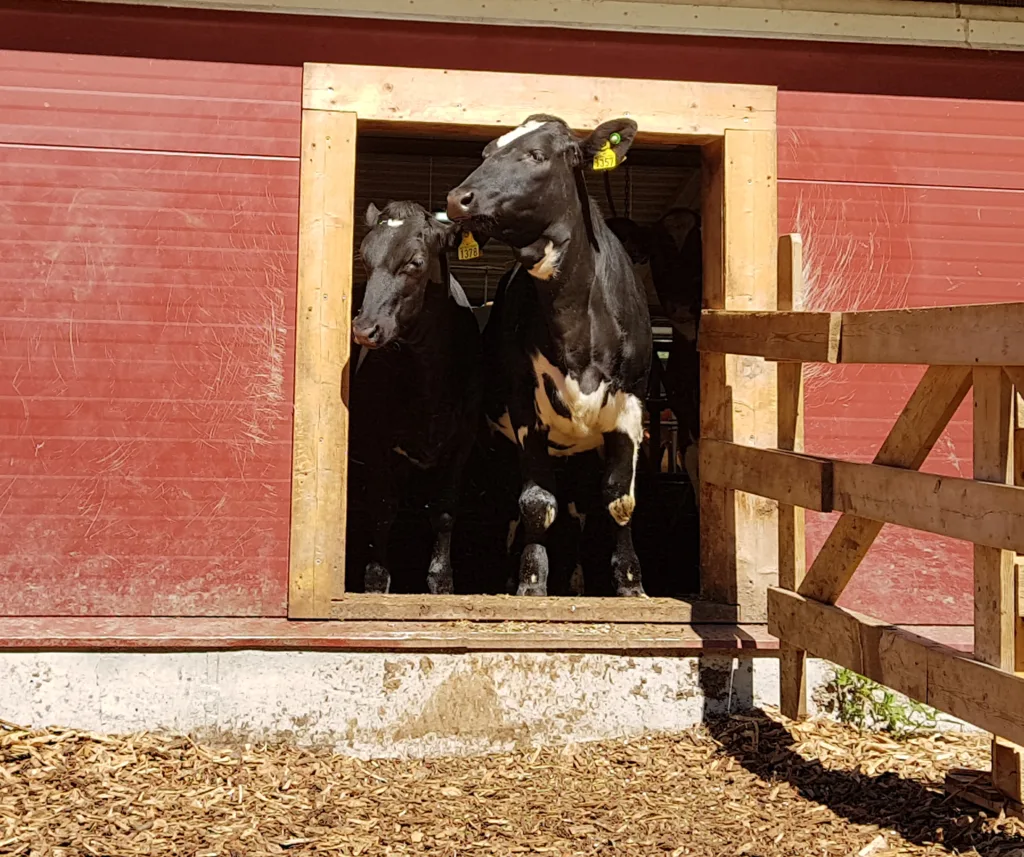Kviger og kalver koser seg i sola. Er det for varmt, eller surt og kaldt, holder de seg innendørs