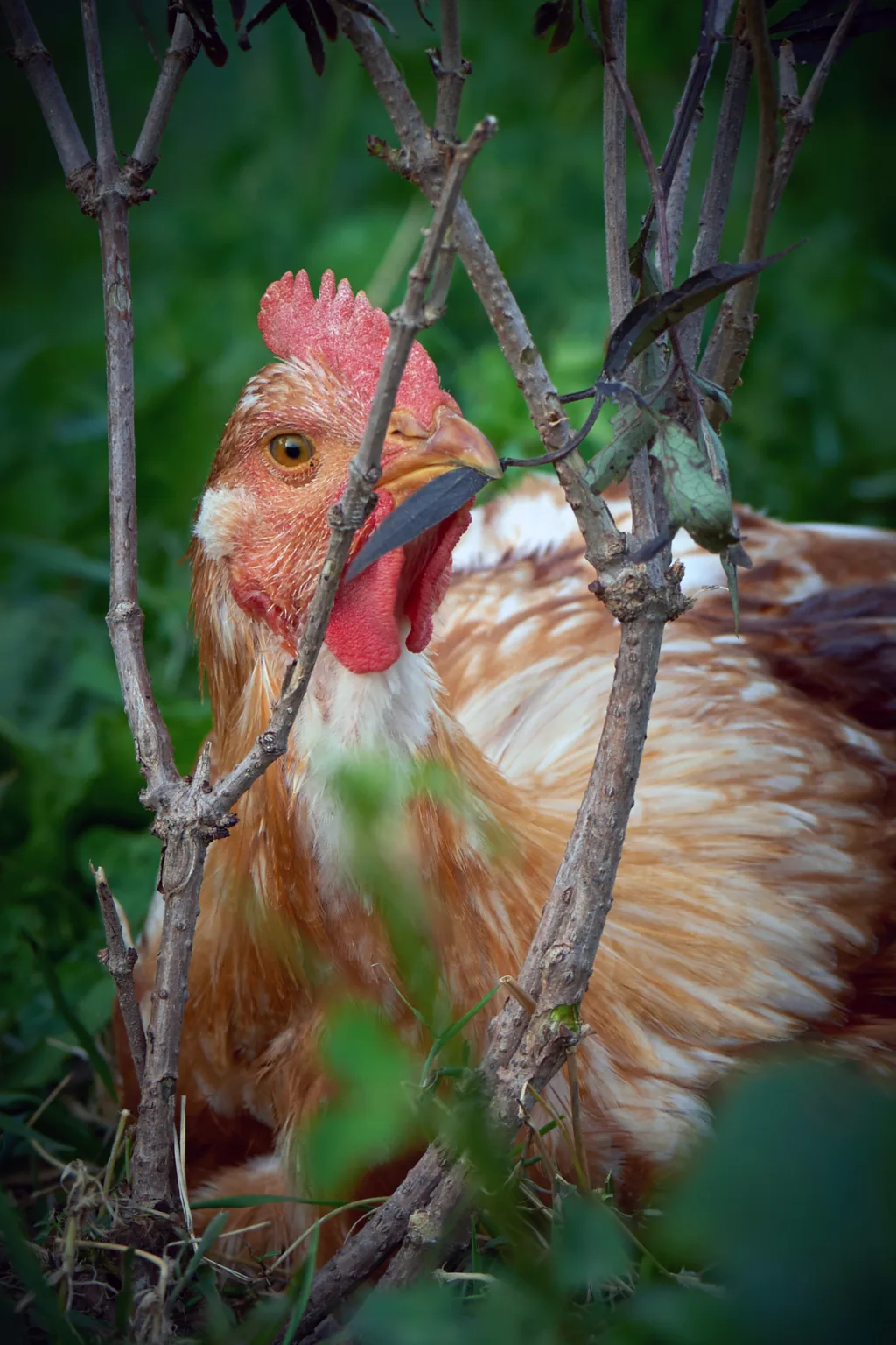 Slaktekyllingene kunne smake på og spise av ulike arter gras, kløver, urter og busker i forsøket på Tingvoll gard