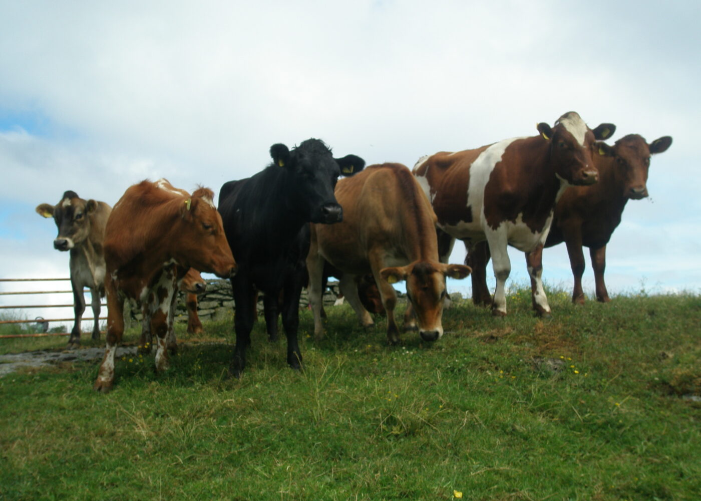 Omgraving/jordblanding