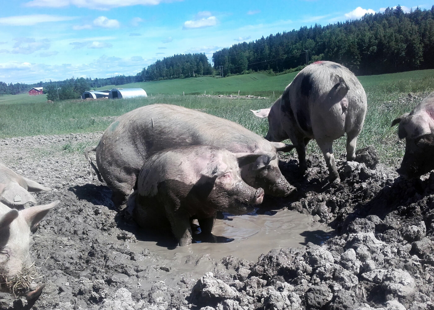 Ingen svin på skogen – bare grisegod velferd