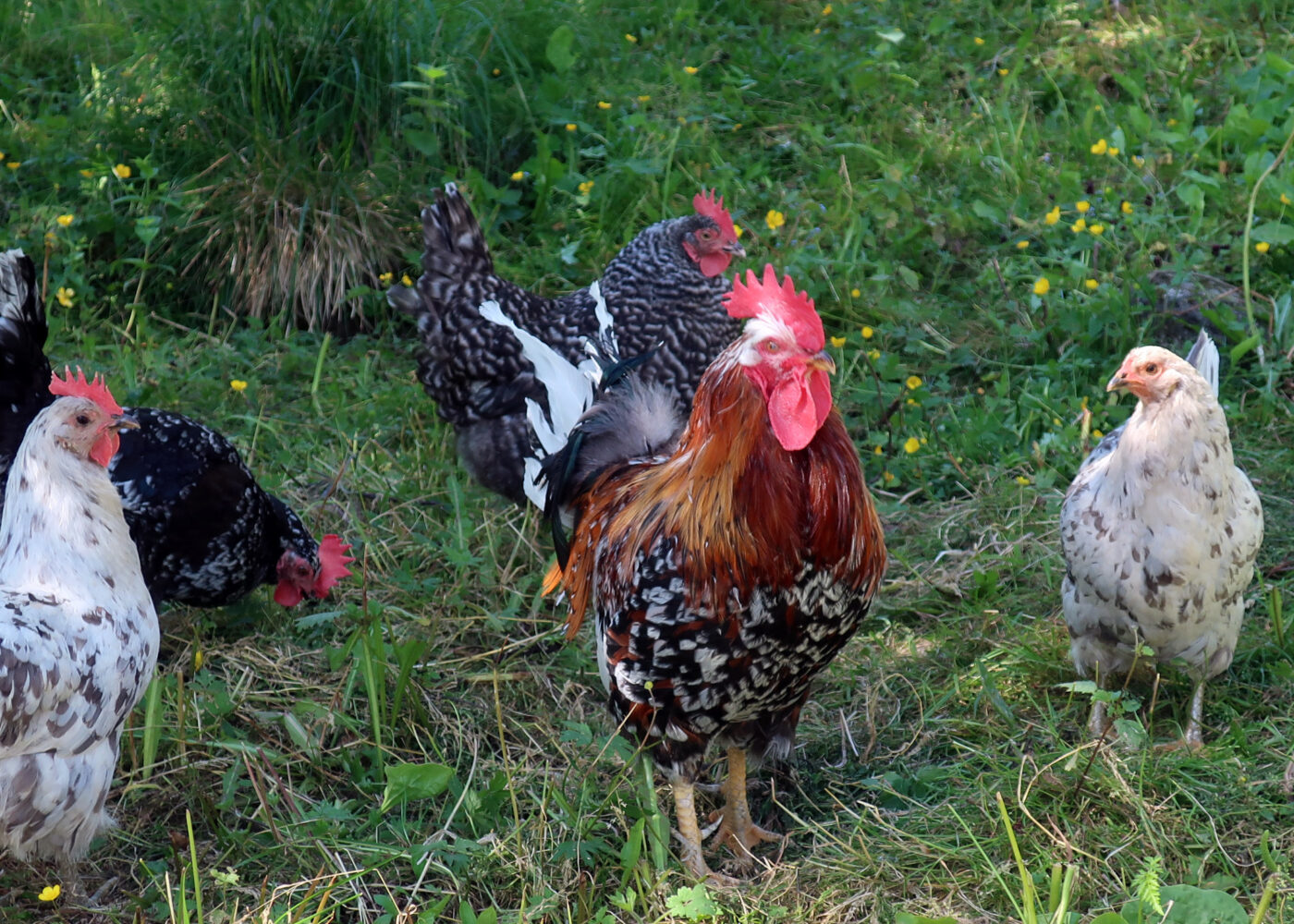 Atferd og velferd hos høns