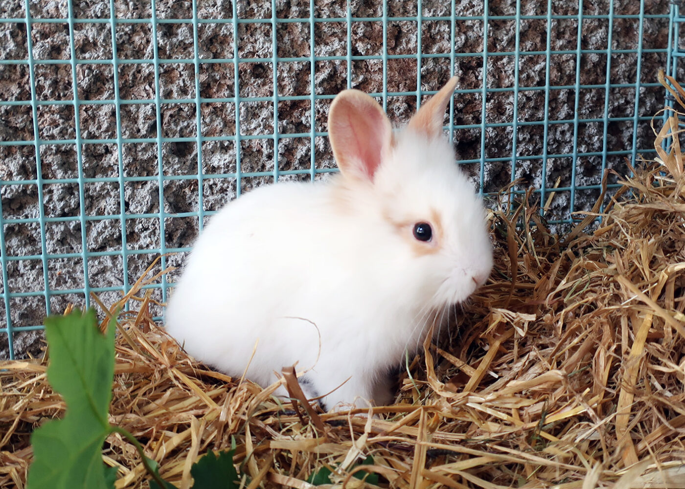 Atferd og velferd hos kanin