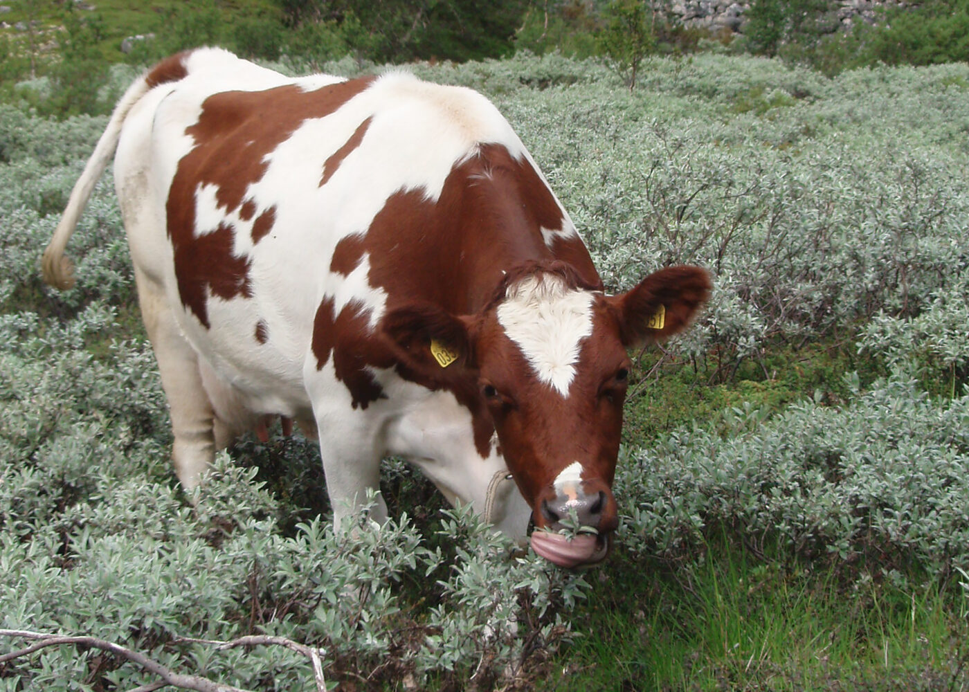 Kobolt for nitrogenfiksering og B12