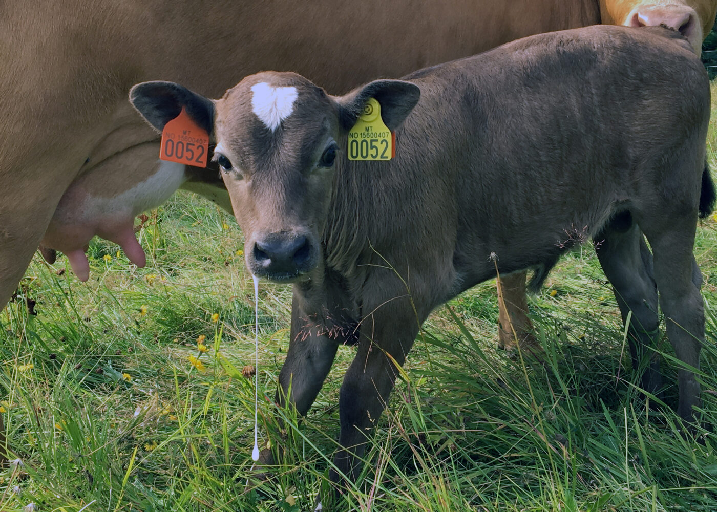 Hvordan skille ku og kalv?