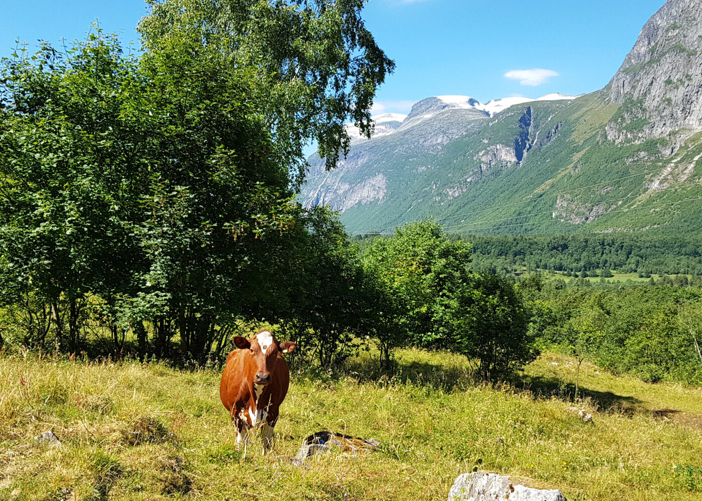 Beite- og mosjonskravet for storfe