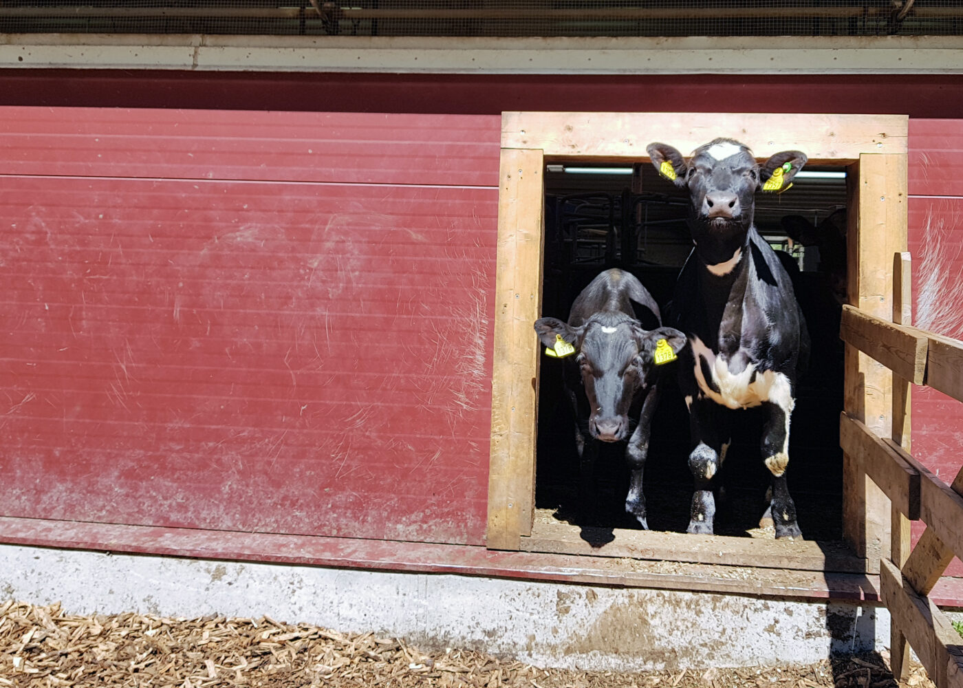 Tips til løsningar på mosjonskravet for mjølkekyr