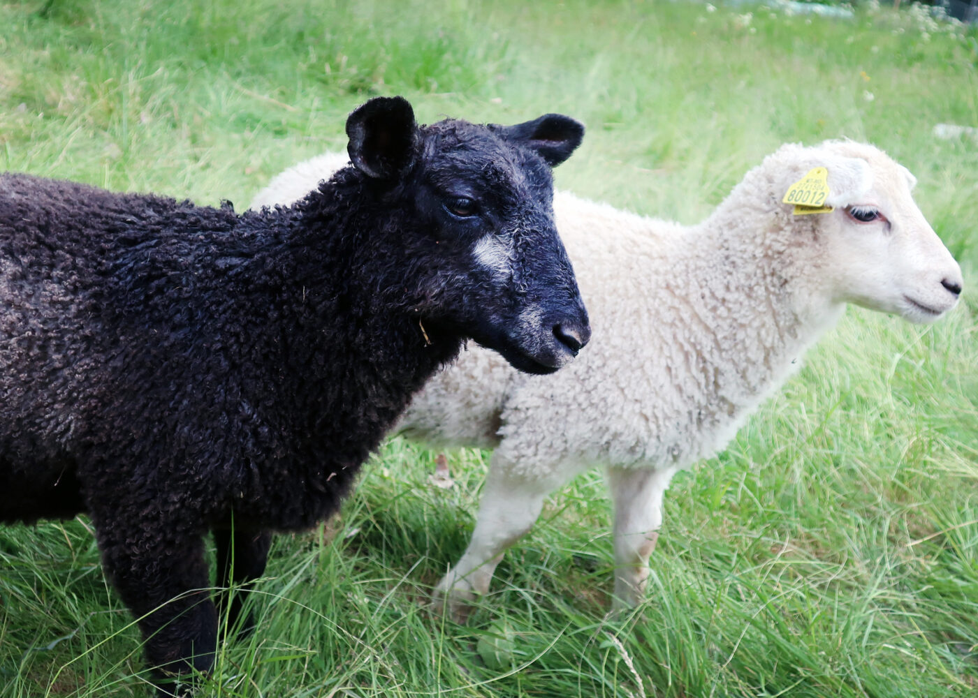 Atferd og velferd hos sau