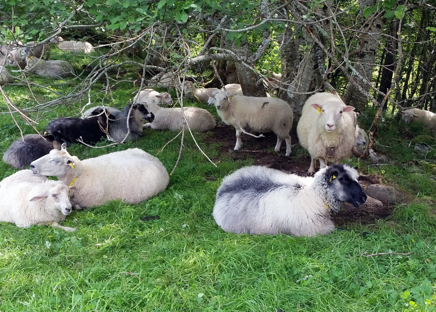 Innmarksbeite til sau