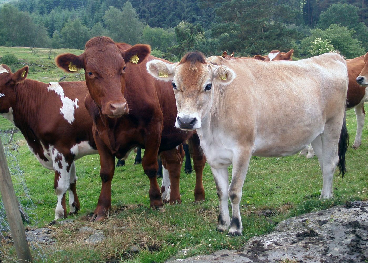 Fôring og fôrplaner for kviger