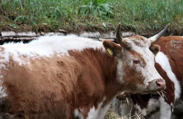 Husdyrraser og bruksområder