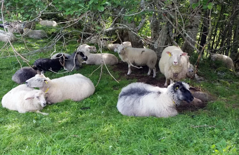 Innmarksbeite til sau