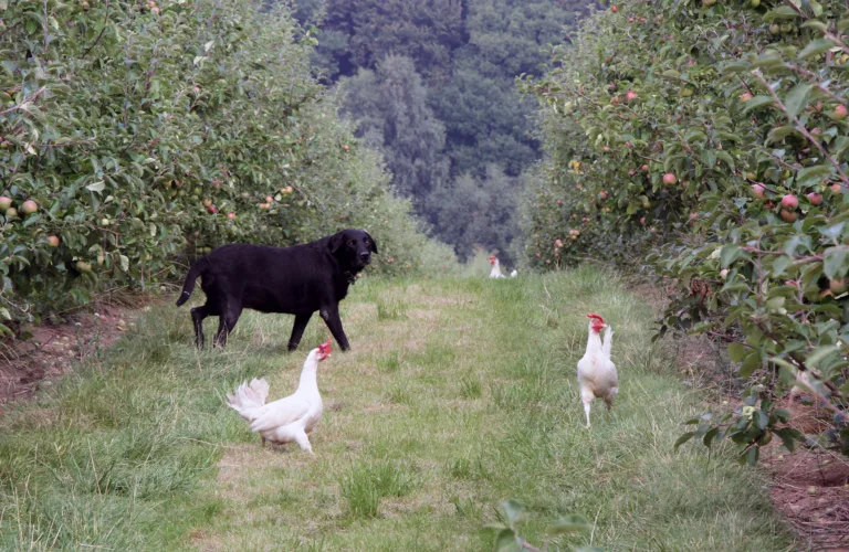 Helse og velferd hos økologiske verpehøns