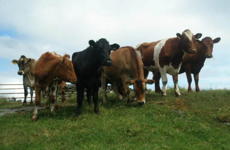 Omgraving/jordblanding