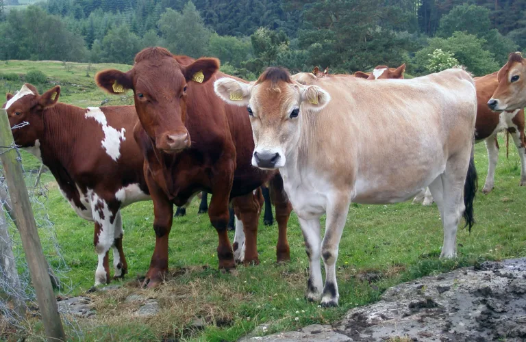 Fôring og fôrplaner for kviger