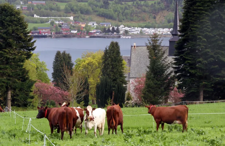 Miljø- og klimavennlig landbruk - inspirasjon fra seks melkeproduksjonsbruk