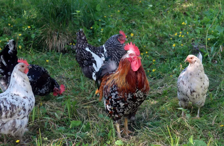 Atferd og velferd hos høns