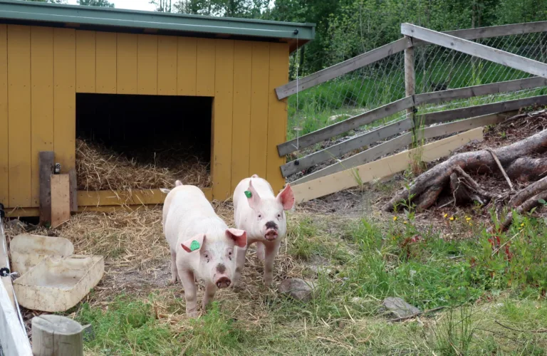 Atferd og velferd hos gris