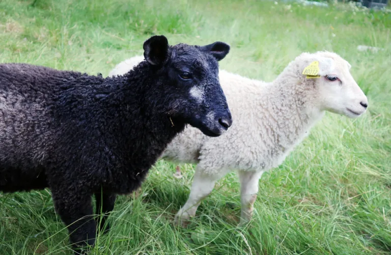 Atferd og velferd hos sau