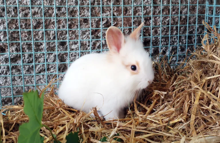 Atferd og velferd hos kanin