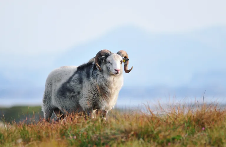 Bærekraftig utmarksmote