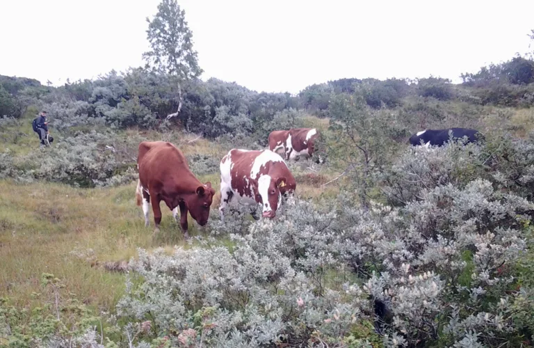 Mineraldekning hjå storfe og småfe