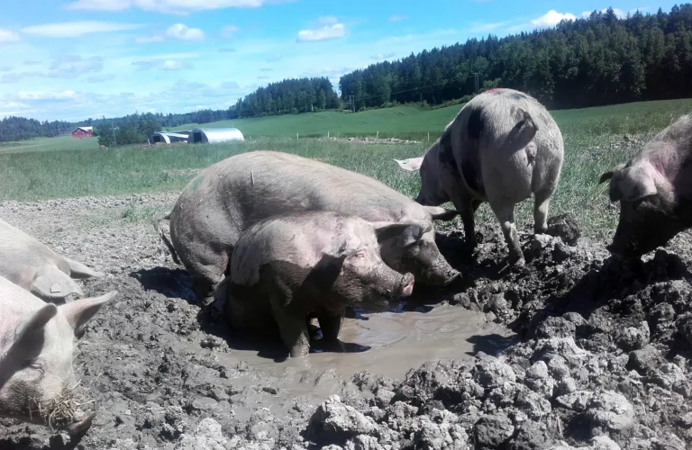 Ingen svin på skogen – bare grisegod velferd